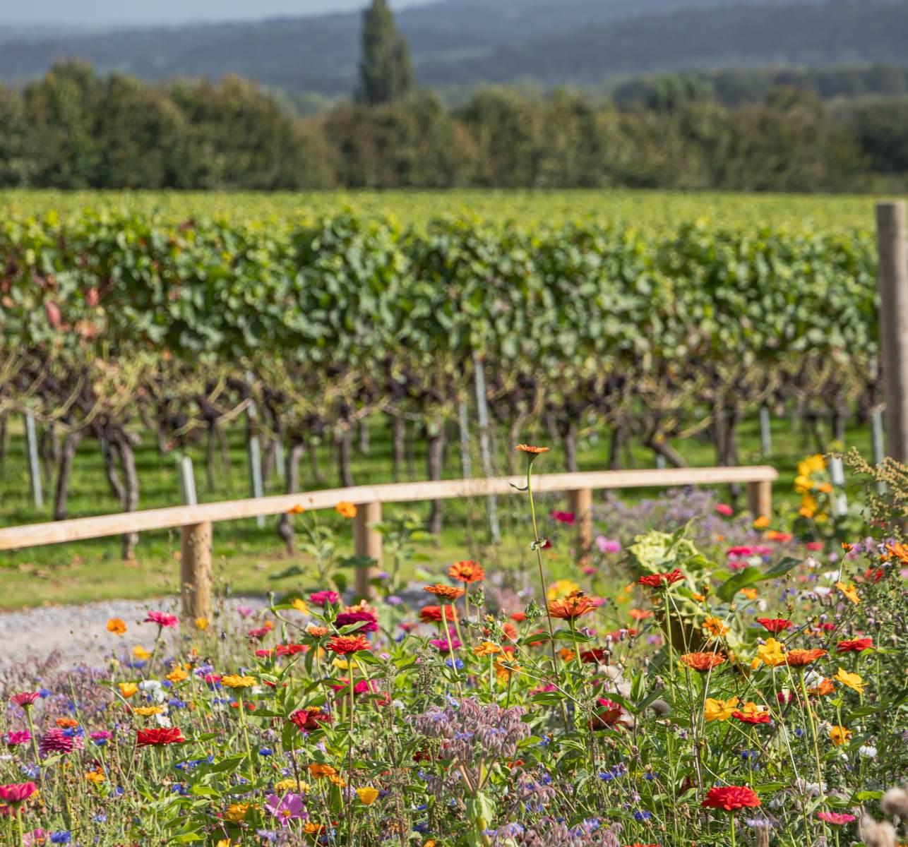 Why Consumers Aren't Paying More for Sustainable Wine
